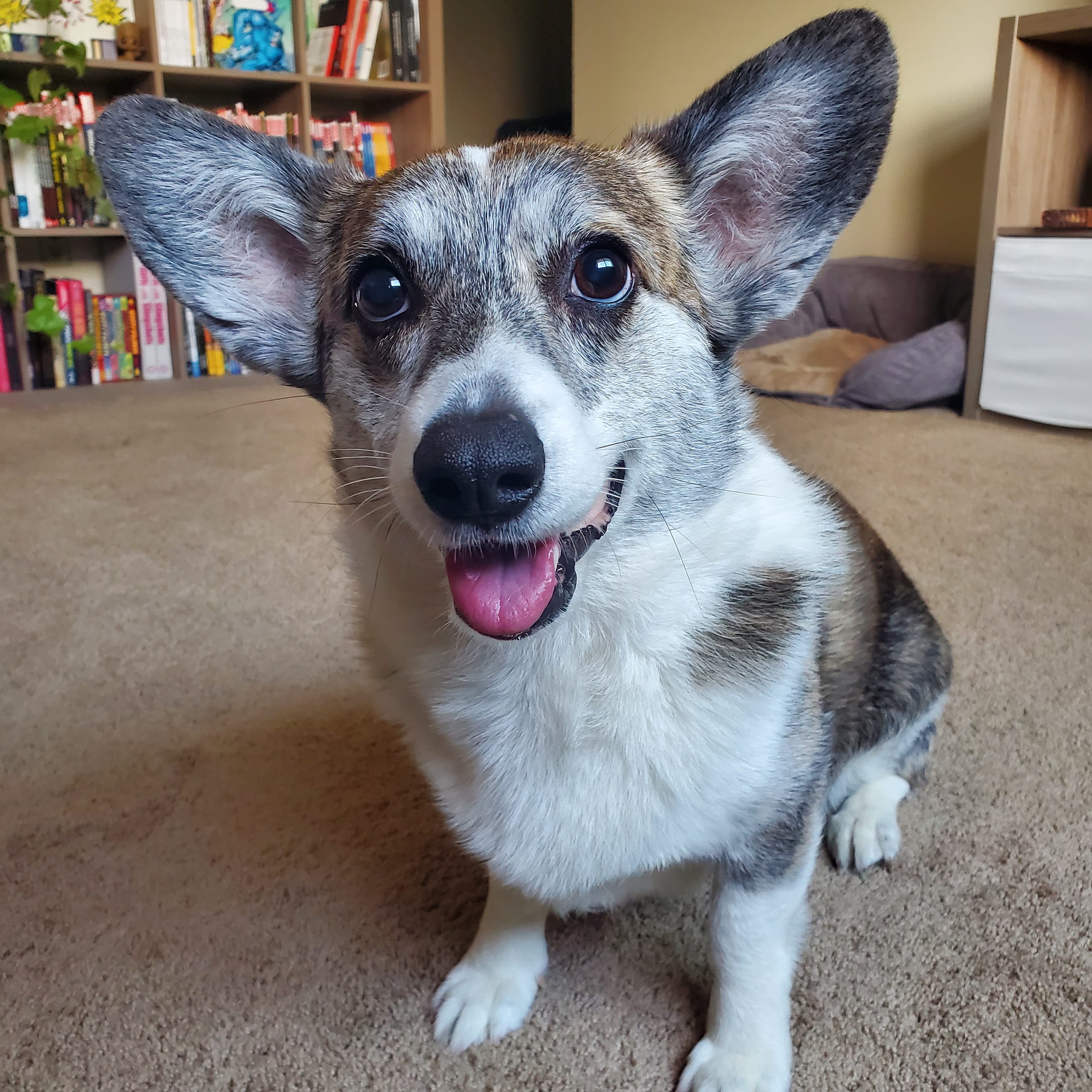 Boki is sitting in the living room, his ears extended to their full height, his tongue sticking out as he smiles sweetly at the camera. 